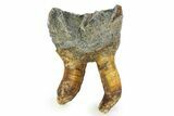 Fossil Woolly Rhino (Coelodonta) Tooth - Siberia #350947-1
